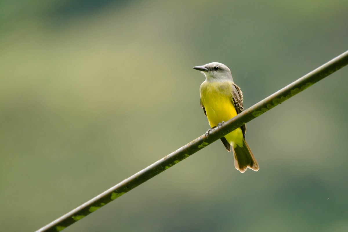 Tropical Kingbird - ML30345761