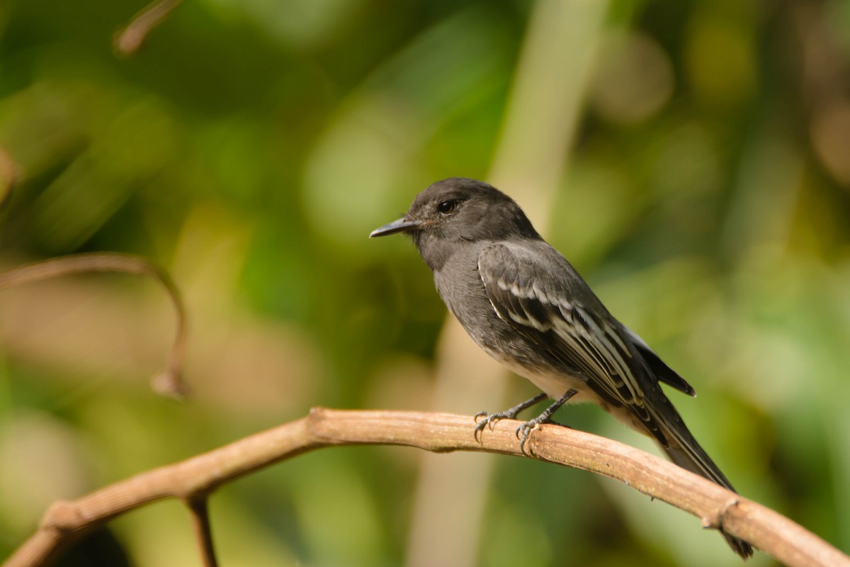 Black Phoebe - ML30345831