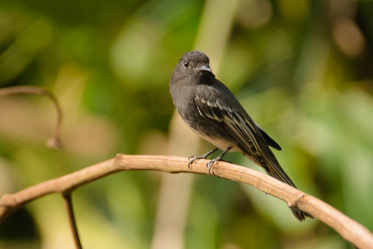 Black Phoebe - ML30345841