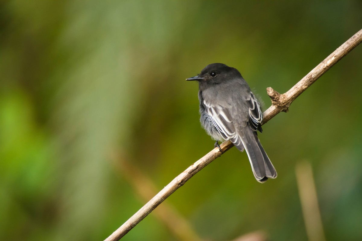 Black Phoebe - ML30345851