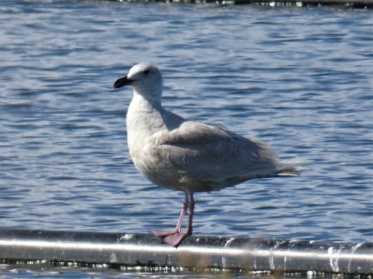 Gaviota de Bering - ML303459801