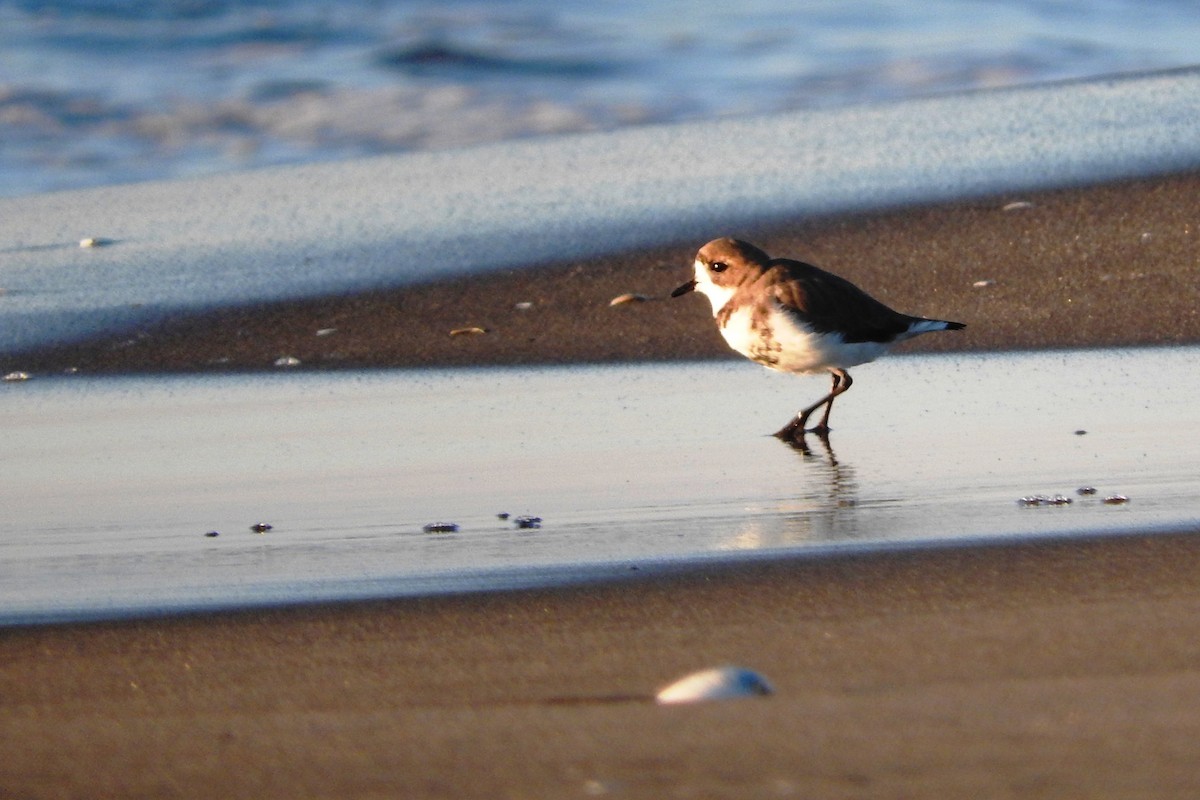 Two-banded Plover - ML30345981
