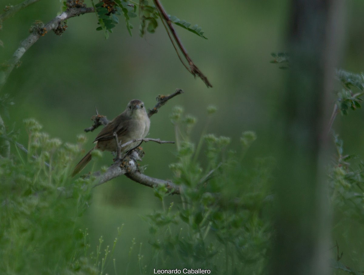 Little Thornbird - Leonardo Caballero