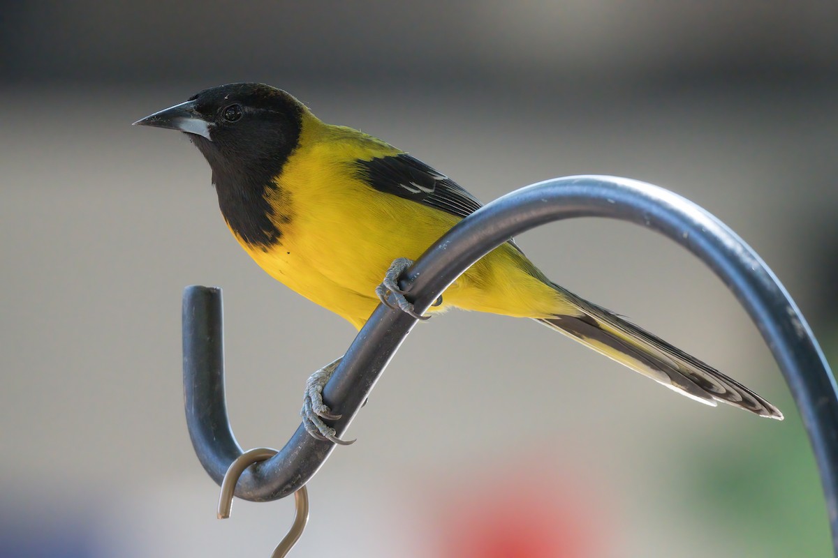 Audubon's Oriole - Kevin Ash