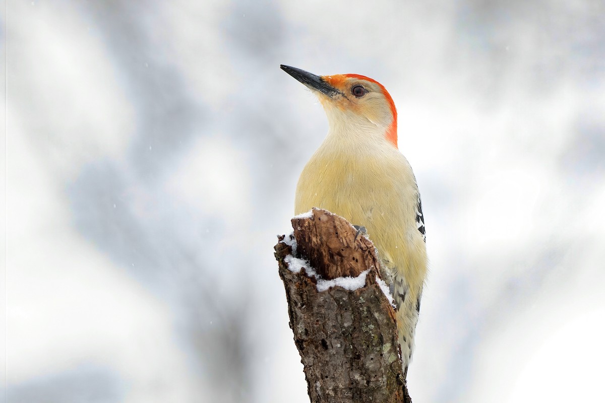 Red-bellied Woodpecker - ML303461271