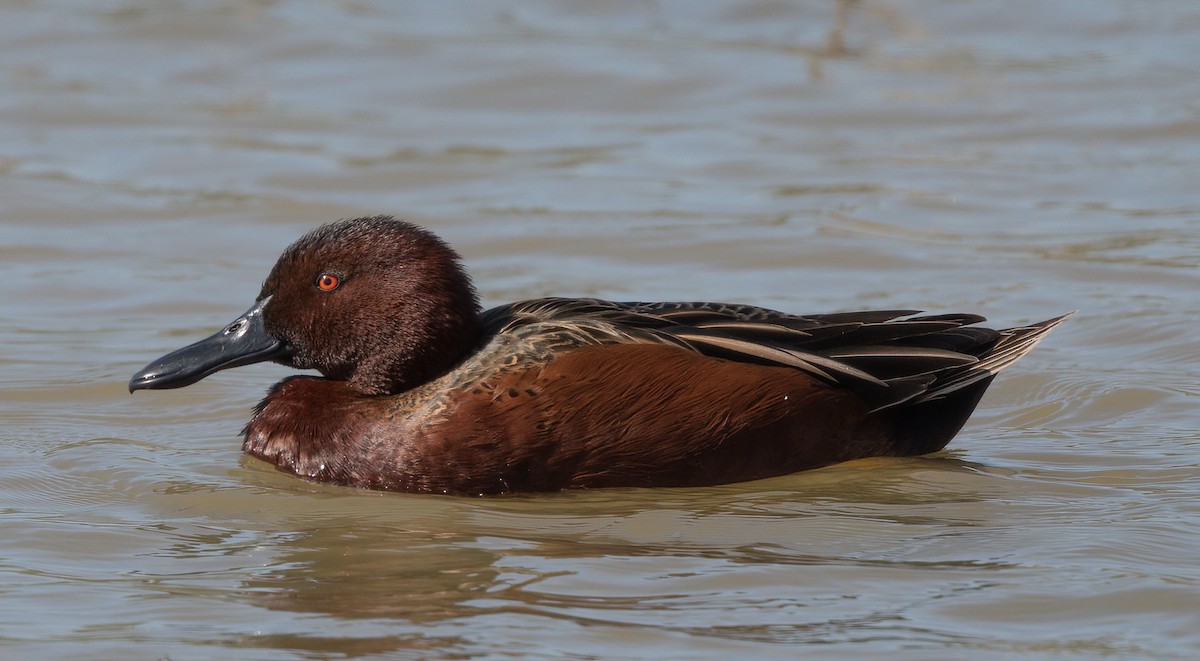 Cinnamon Teal - Kevin Ash