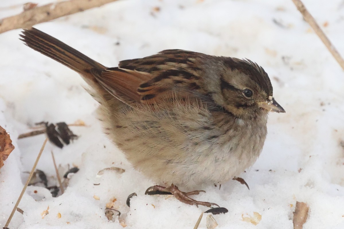 Swamp Sparrow - ML303461361