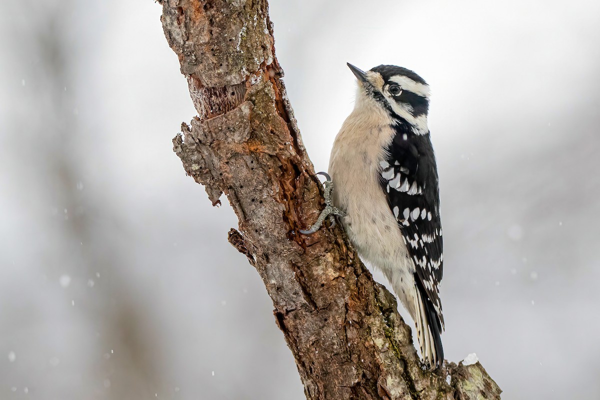 Downy Woodpecker - ML303461771