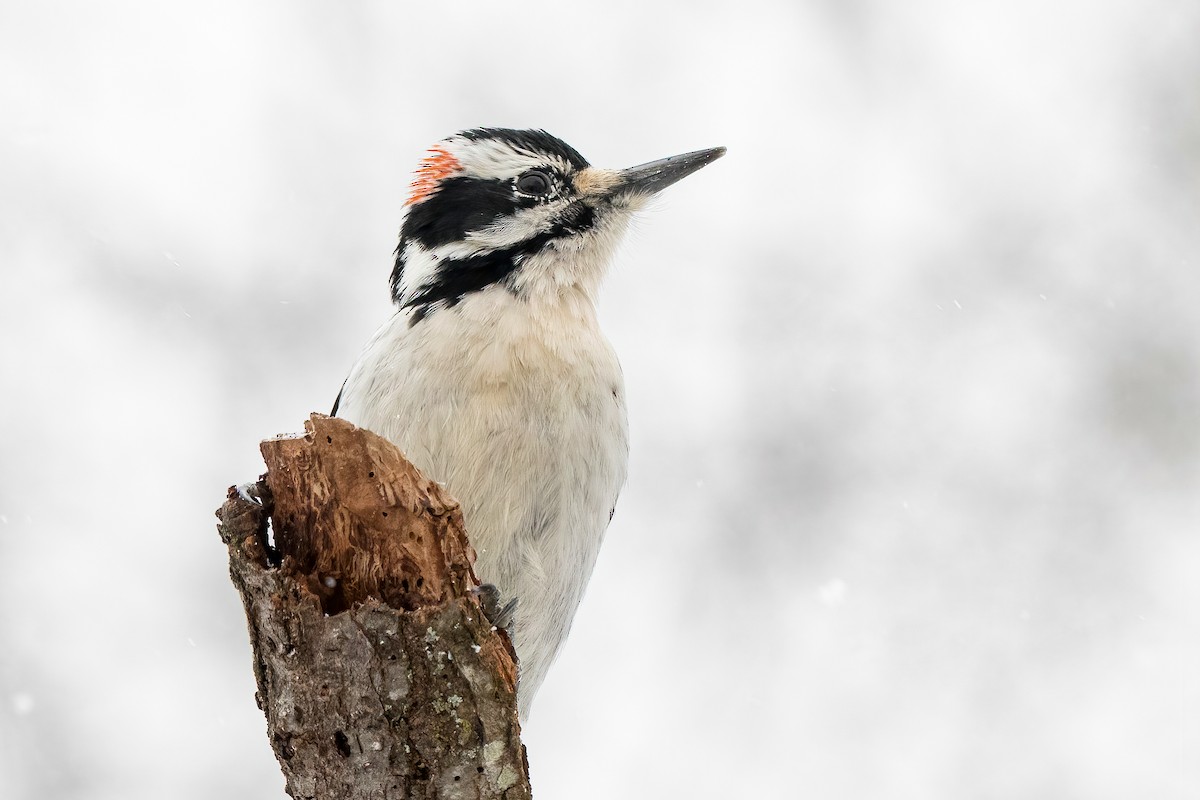 Hairy Woodpecker - ML303461961