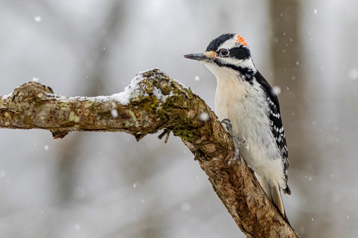 Hairy Woodpecker - ML303462071