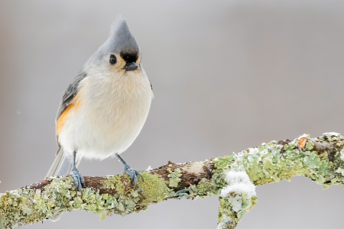 Tufted Titmouse - ML303462091