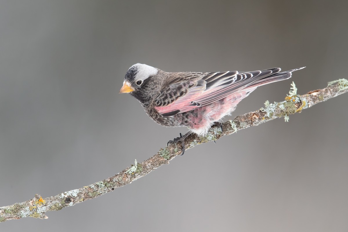 Black Rosy-Finch - Dorian Anderson