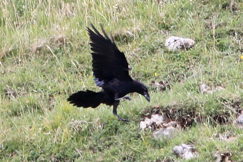 Common Raven - ML30346331
