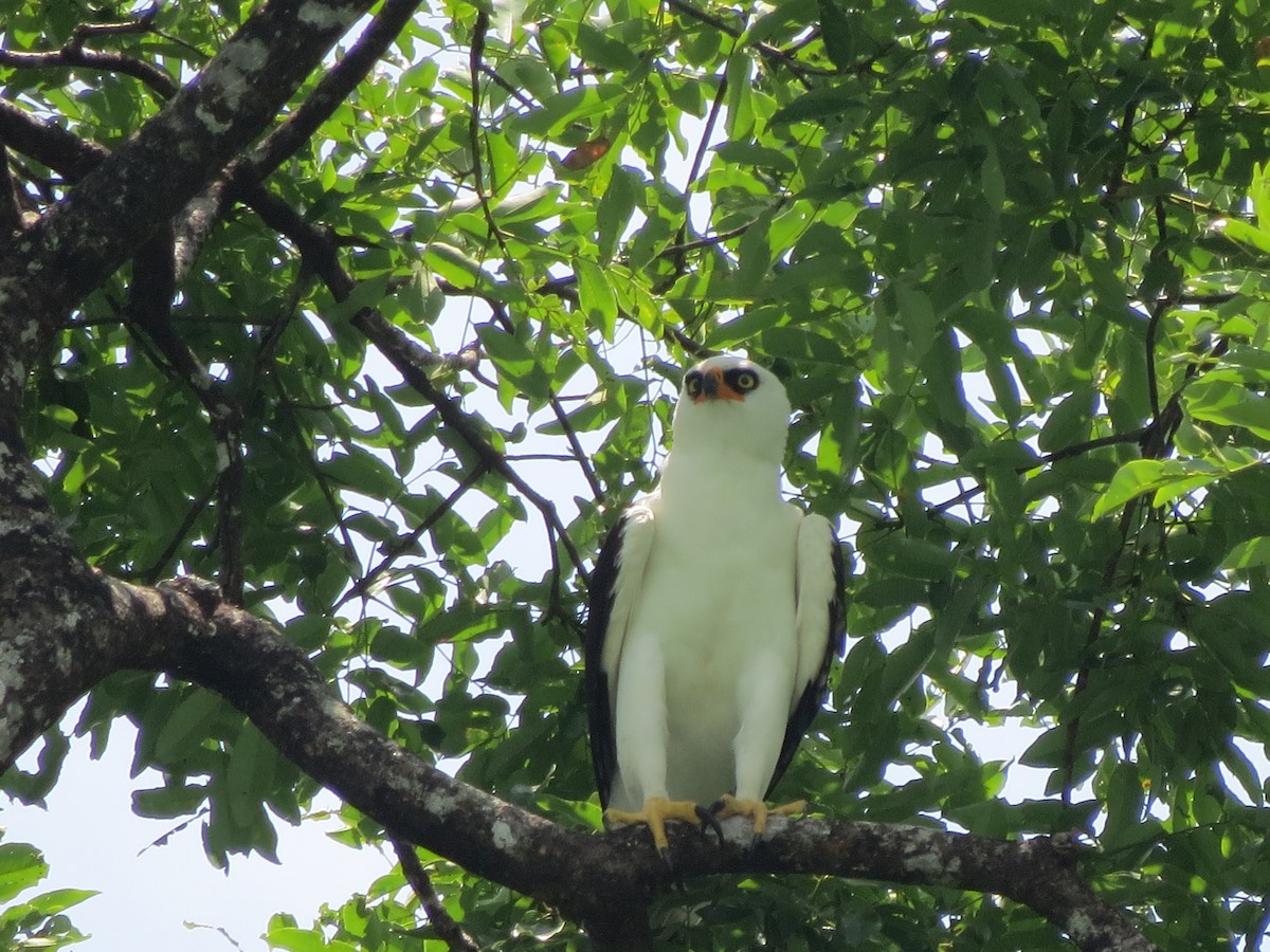 Black-and-white Hawk-Eagle - ML303466761