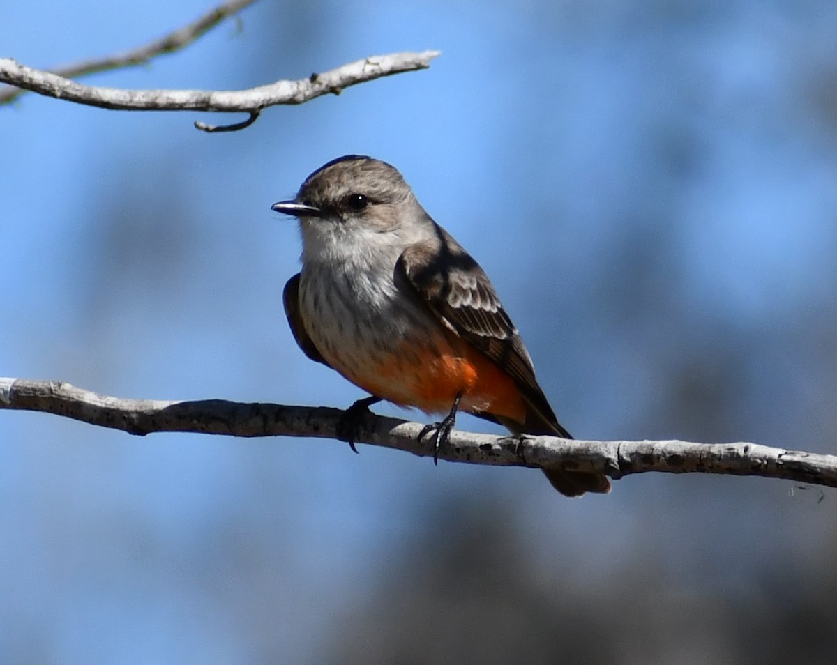 Vermilion Flycatcher - ML303466891