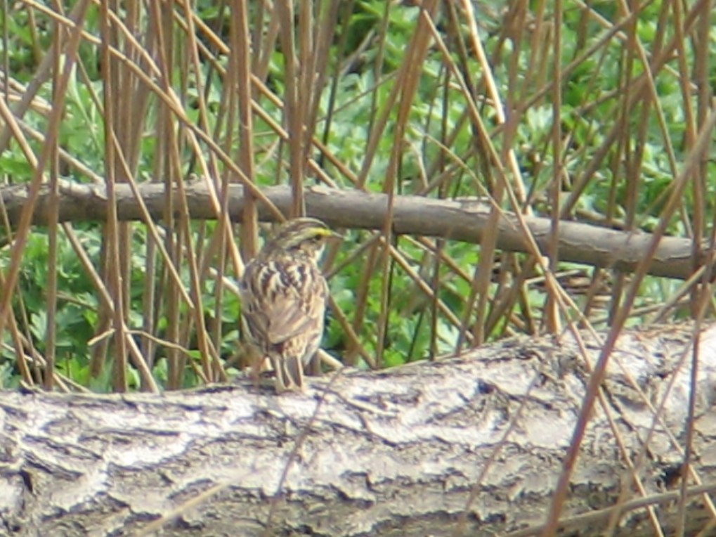 Savannah Sparrow - ML303467231