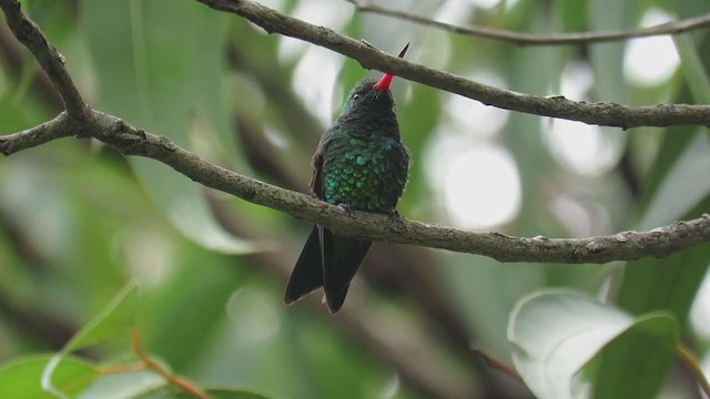 Glittering-bellied Emerald - ML303467511