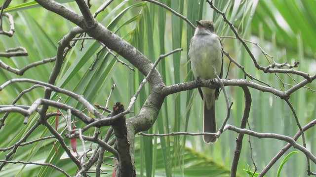 Swainson's Flycatcher - ML303467881