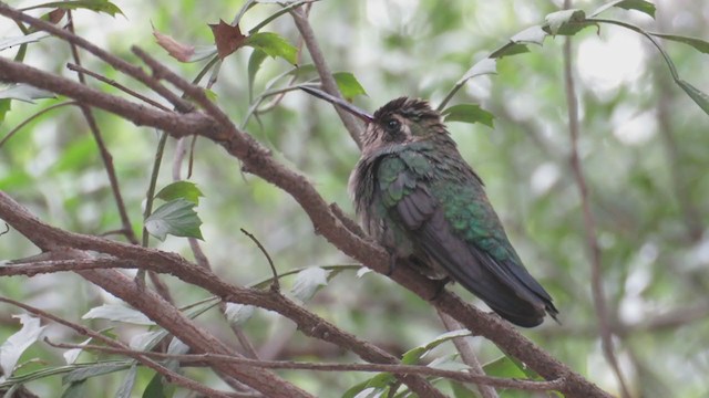 Glittering-bellied Emerald - ML303468151