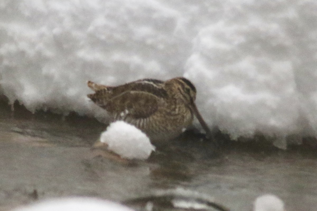 Wilson's Snipe - ML303468621