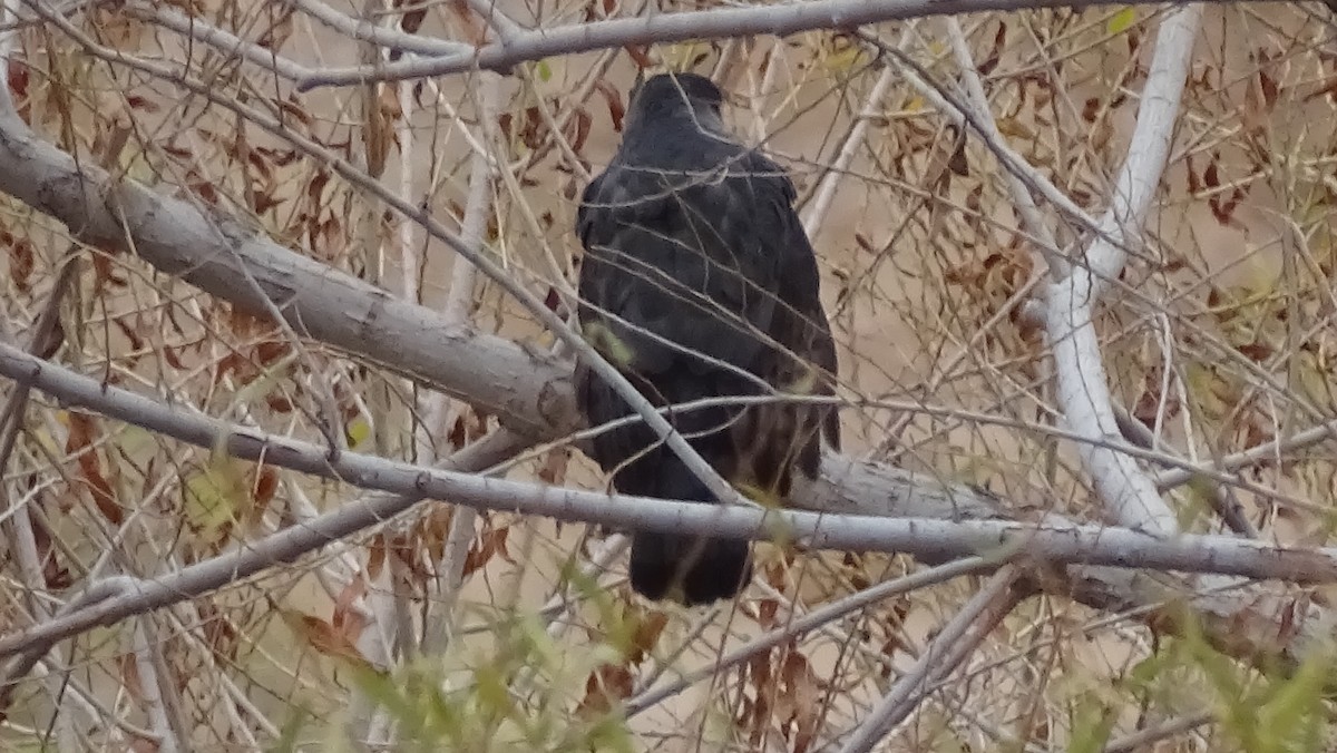 Cooper's Hawk - ML303469321