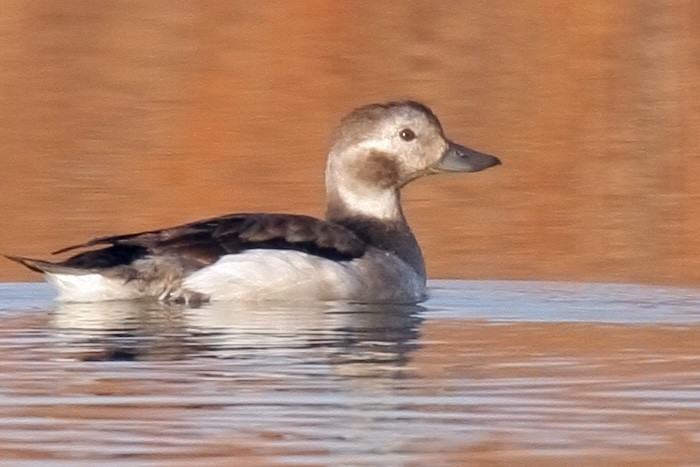 Long-tailed Duck - ML30347111