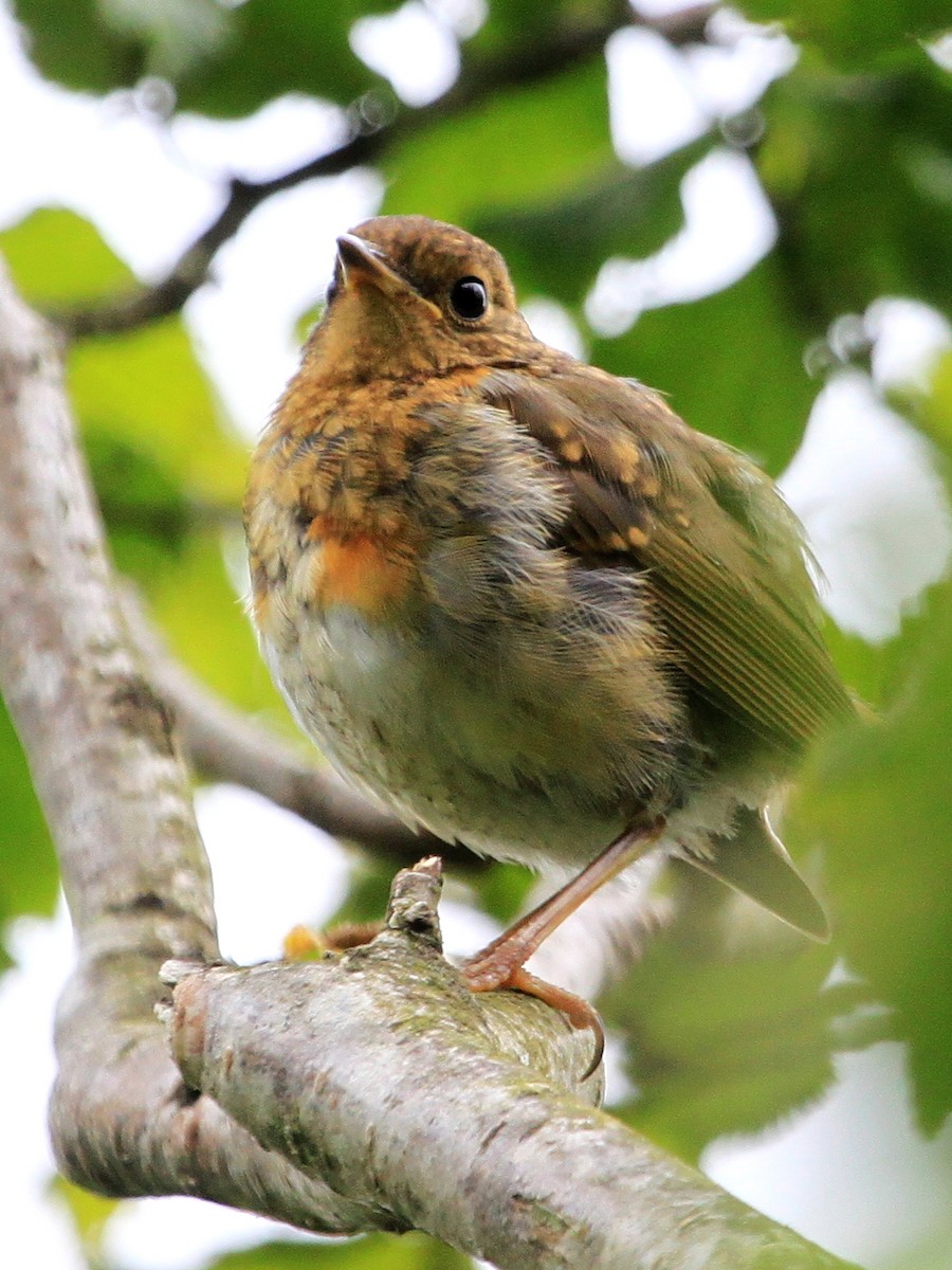European Robin - ML30347271