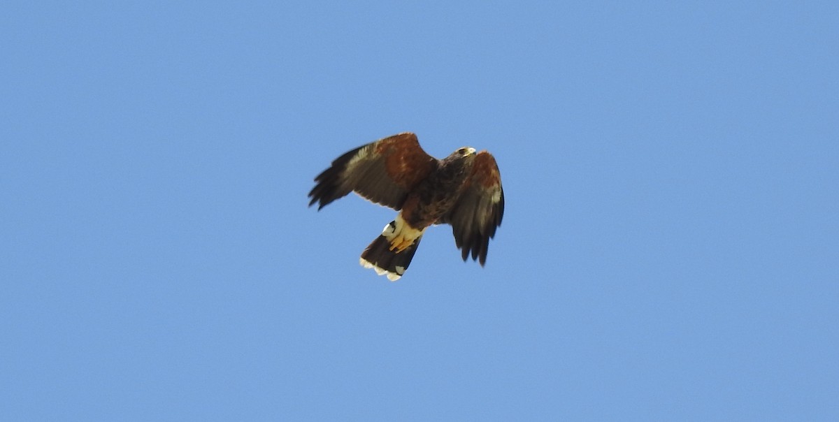 Harris's Hawk - ML303476141