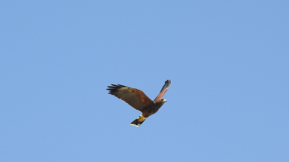 Harris's Hawk - ML303476151