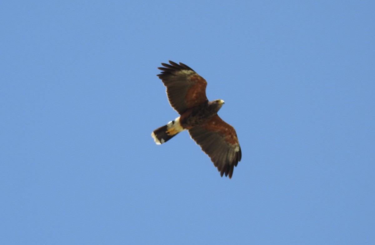 Harris's Hawk - ML303476181