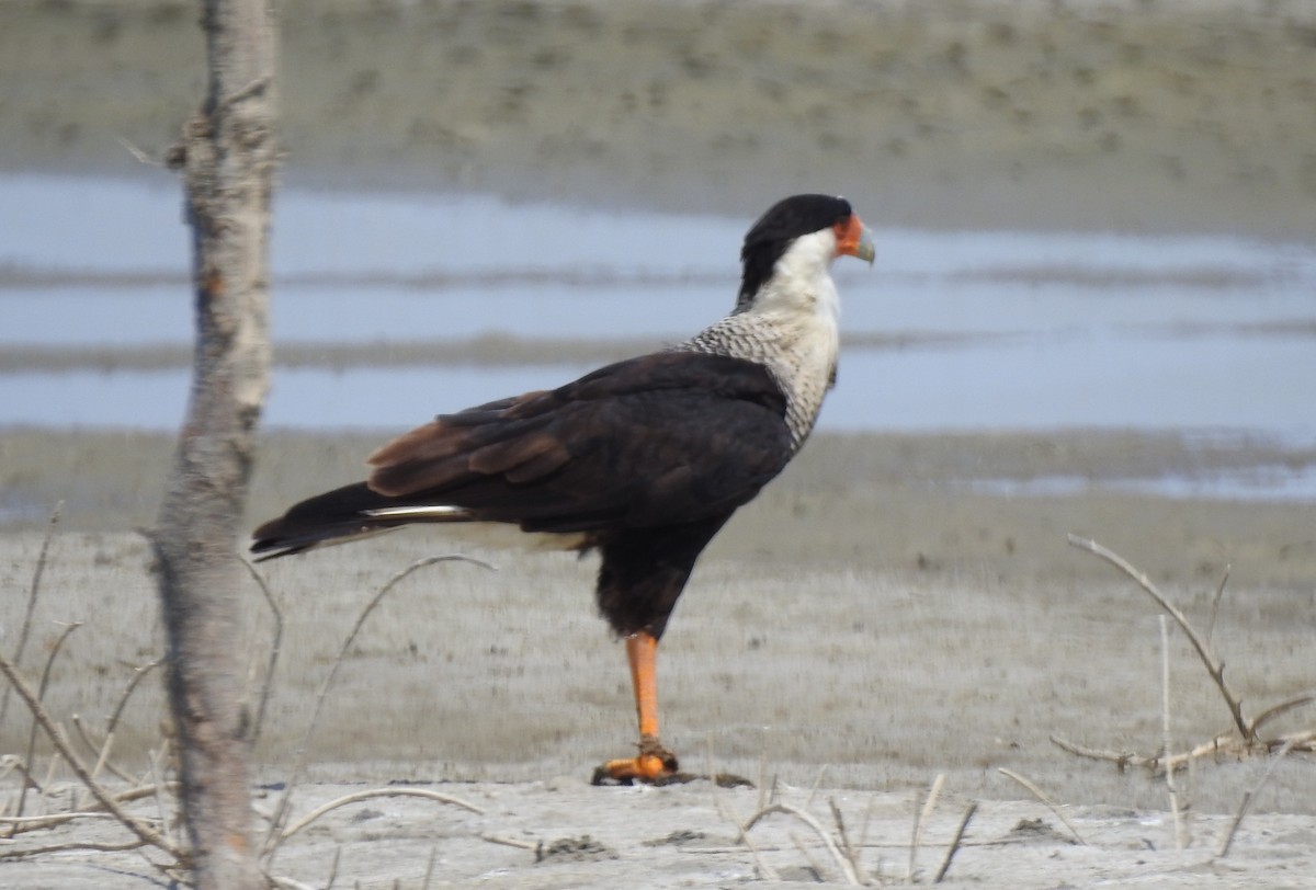 Crested Caracara (Northern) - ML303476361