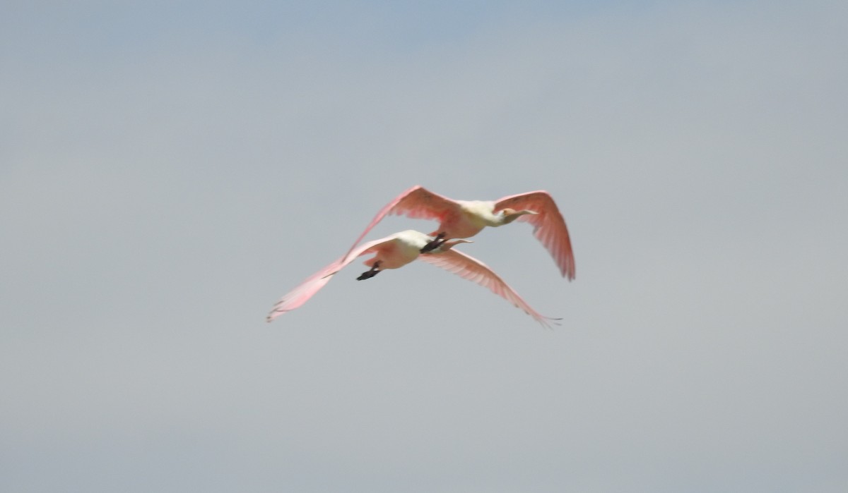 Roseate Spoonbill - ML303476401