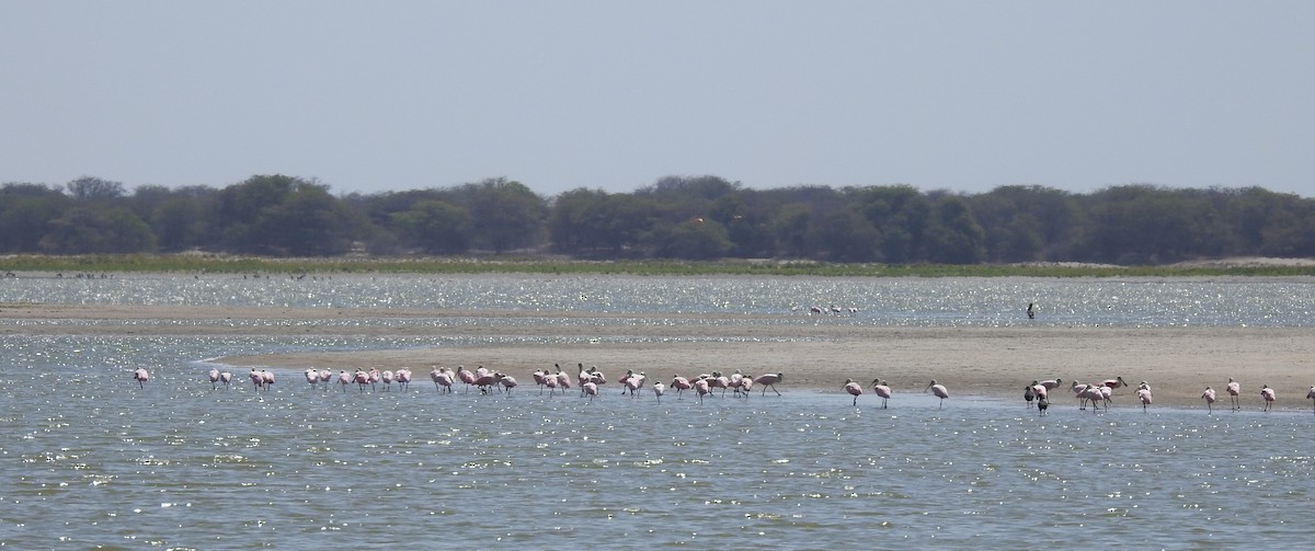 Roseate Spoonbill - ML303476501