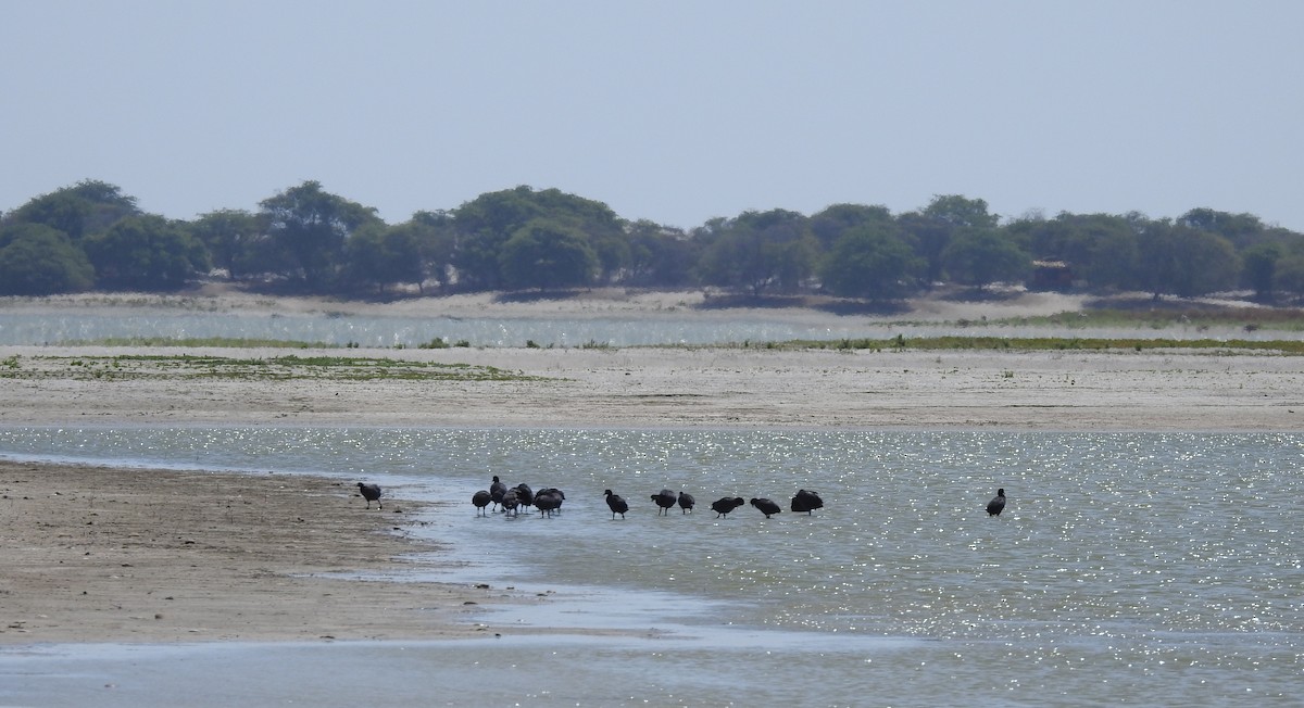 Slate-colored Coot - ML303477211