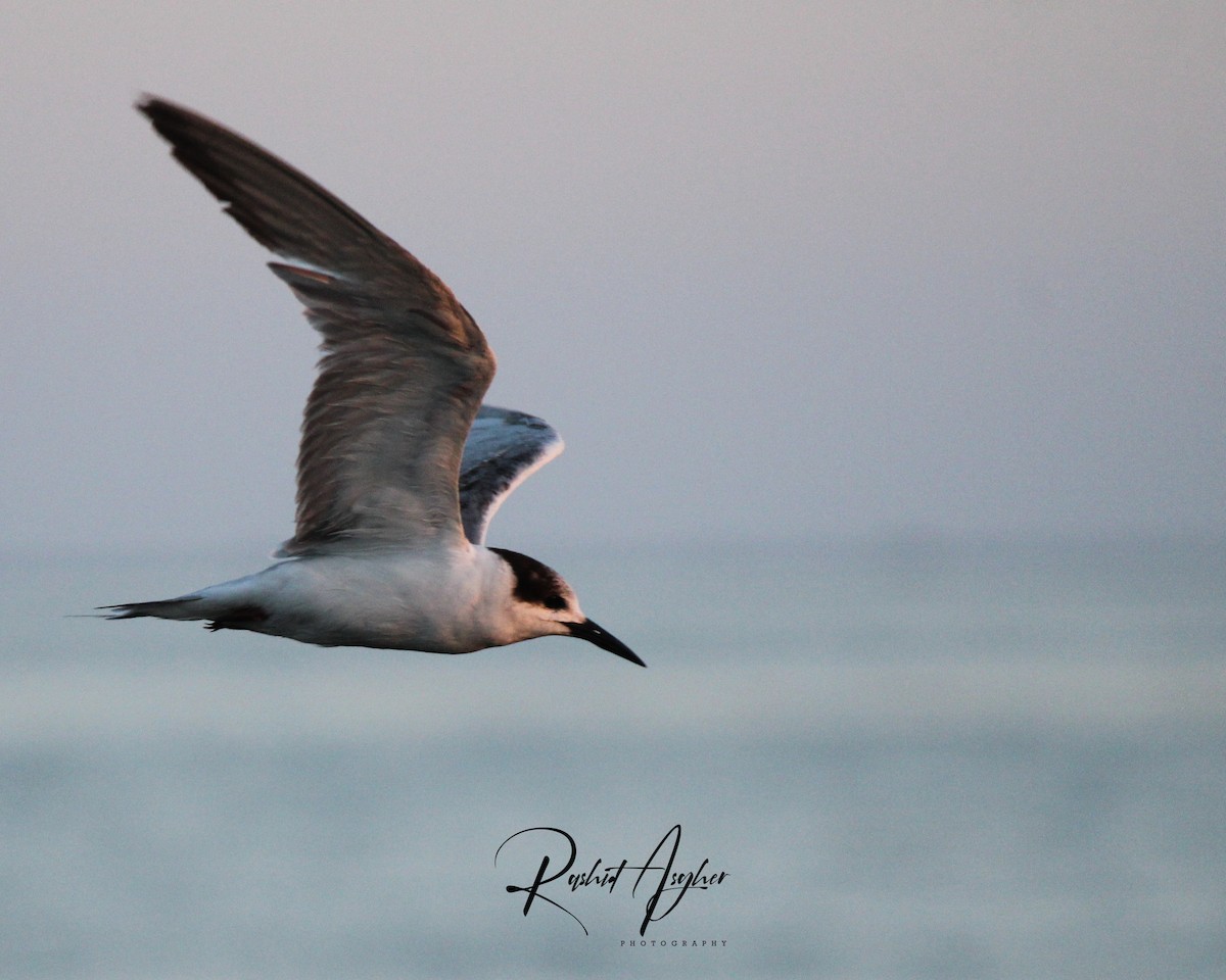 White-cheeked Tern - ML303480301