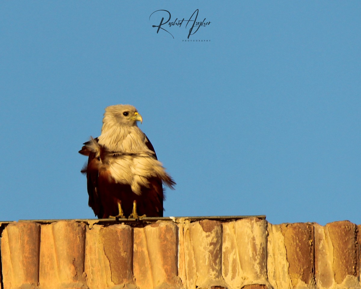 Brahminy Kite - ML303480411