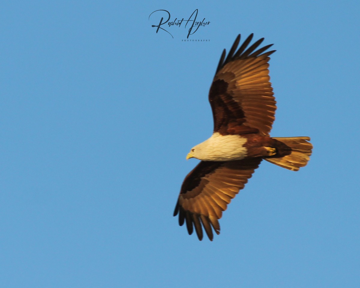 Brahminy Kite - ML303480651