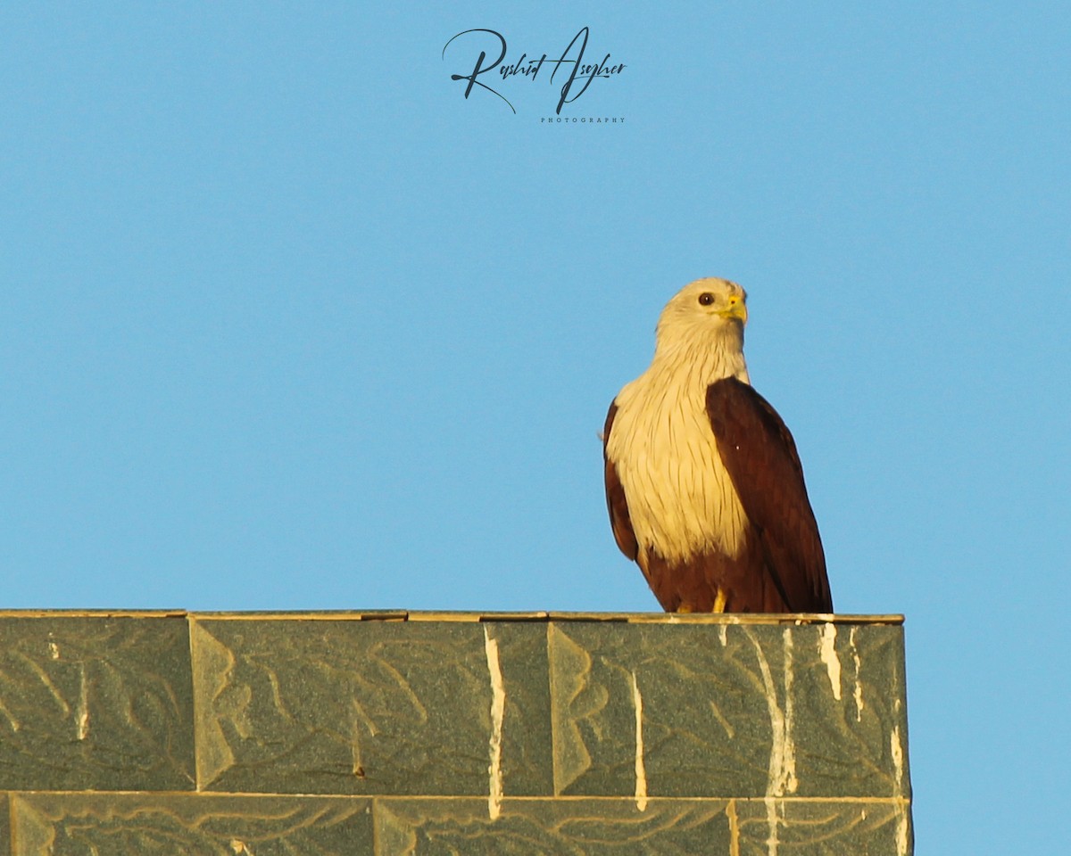 Brahminy Kite - ML303480851