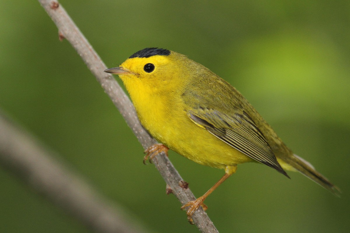 Wilson's Warbler - ML303481281