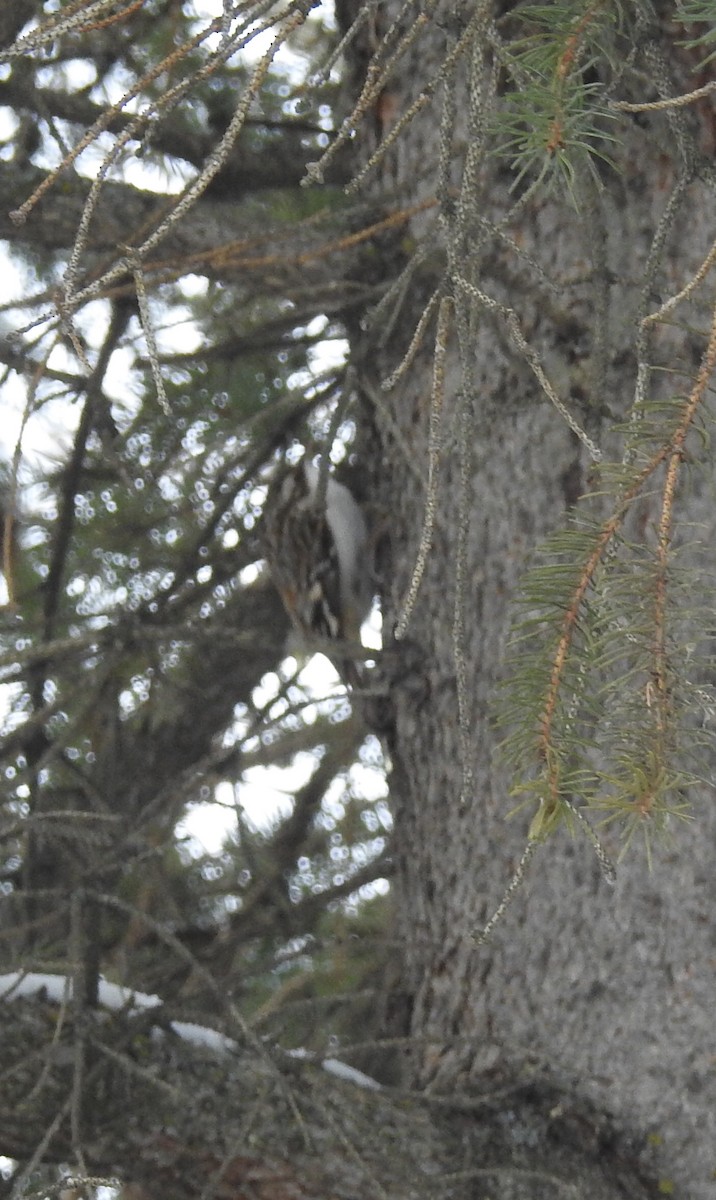 Brown Creeper - ML303481521