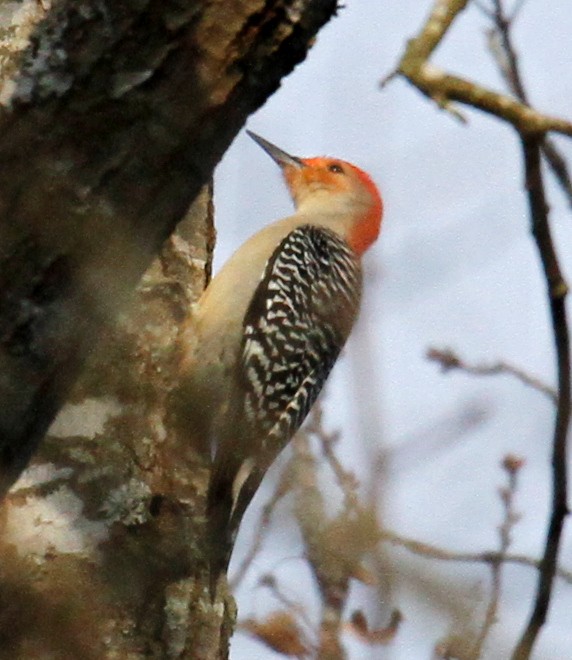 Red-bellied Woodpecker - ML303482881