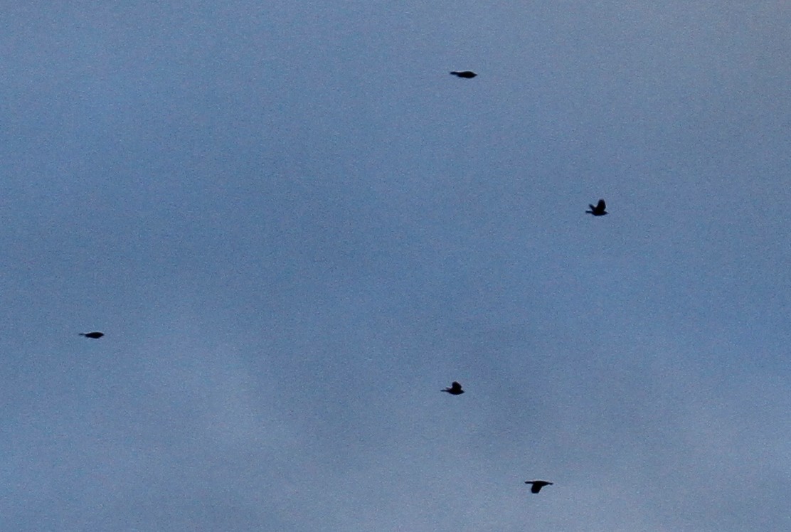 Common Grackle - ML303483131