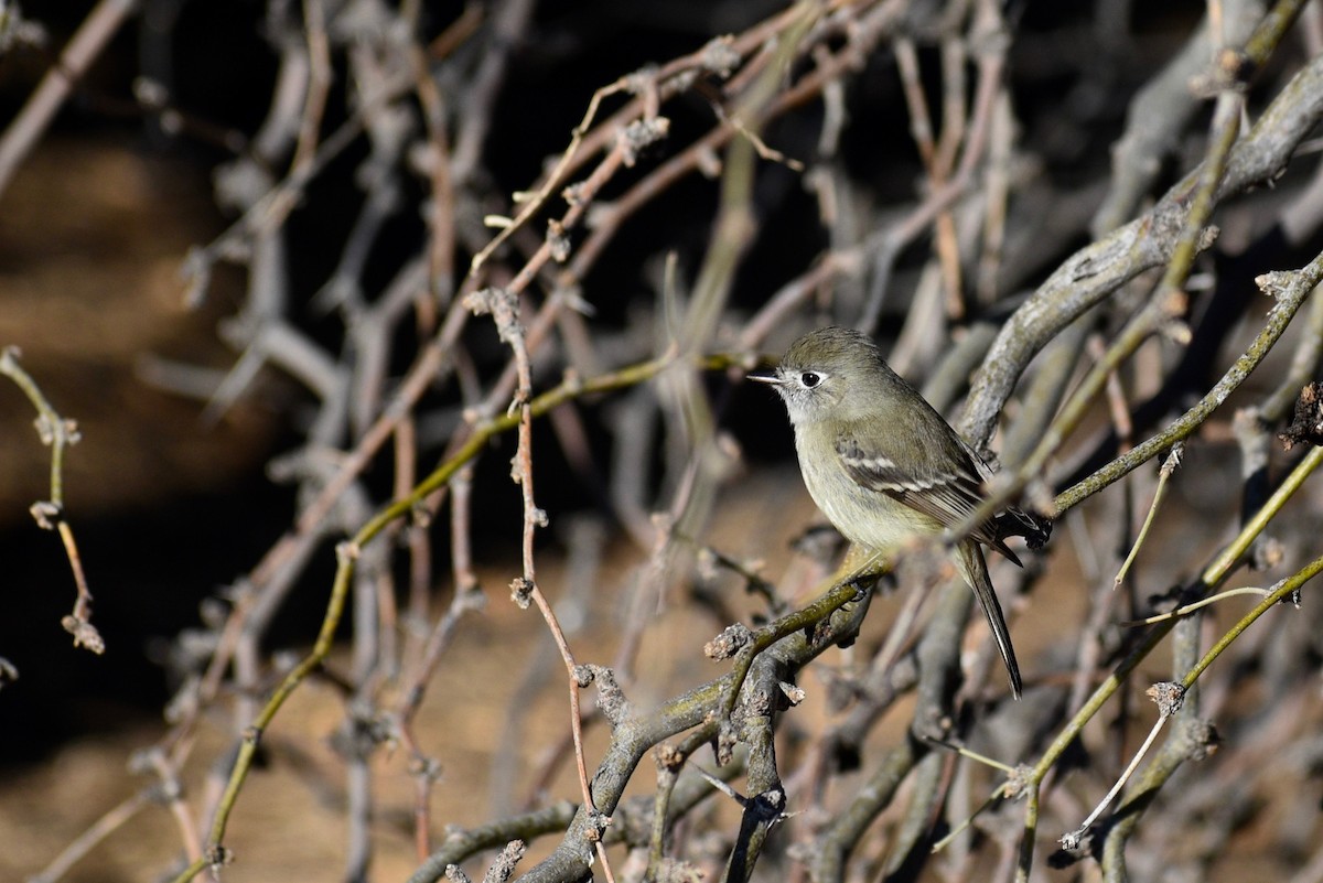 Dusky Flycatcher - ML303484131