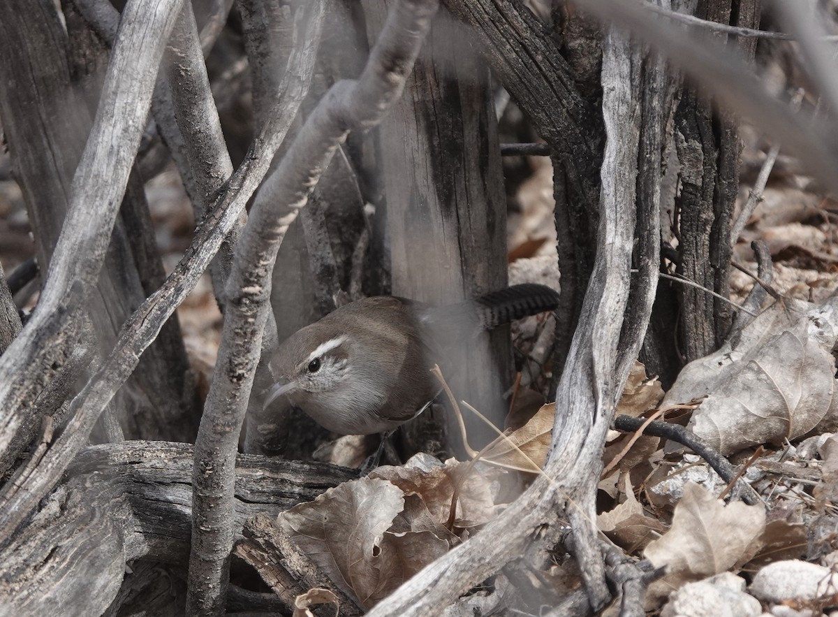 Bewick's Wren - ML303485331