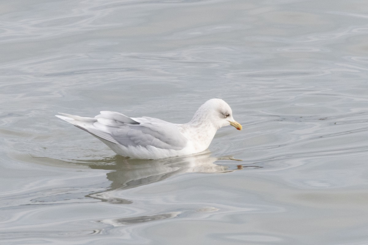 Iceland Gull - Steven McGrath