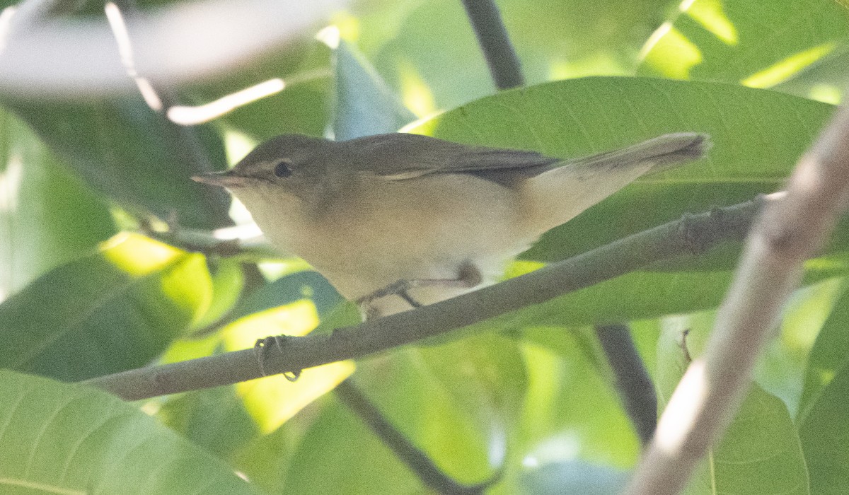 Blyth's Reed Warbler - Kalpesh Krishna