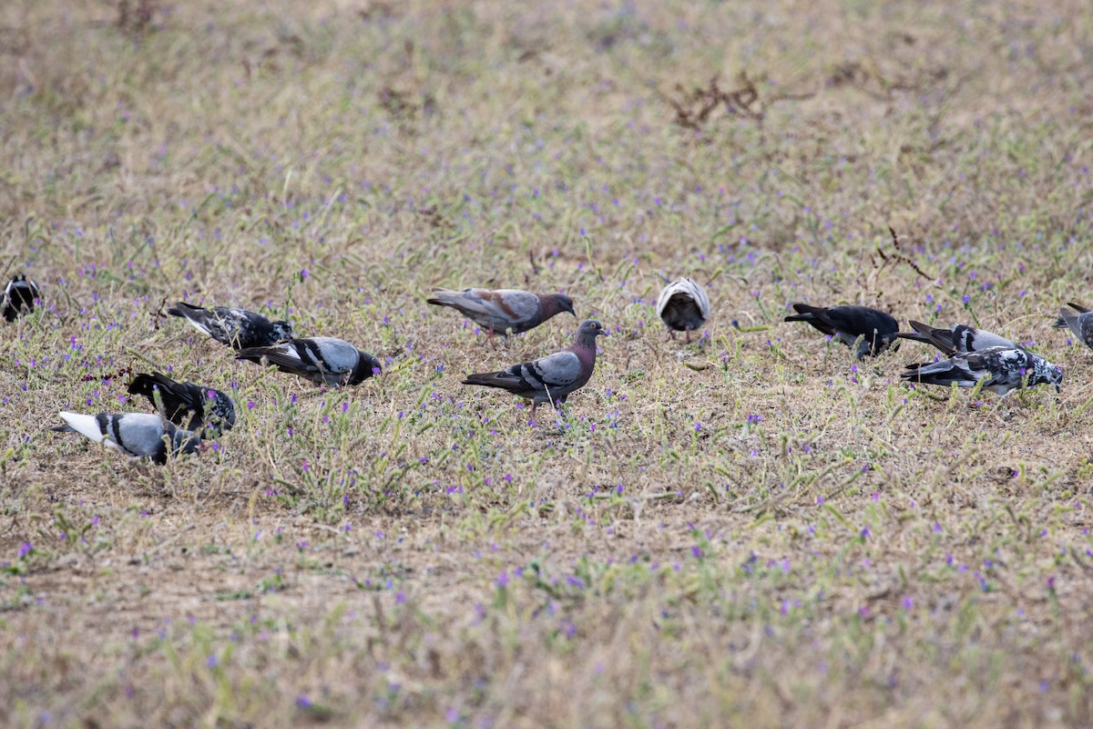 Rock Pigeon (Feral Pigeon) - ML303491141