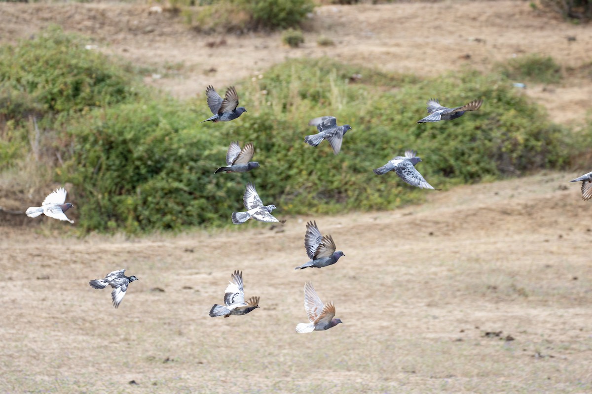 Rock Pigeon (Feral Pigeon) - ML303491181