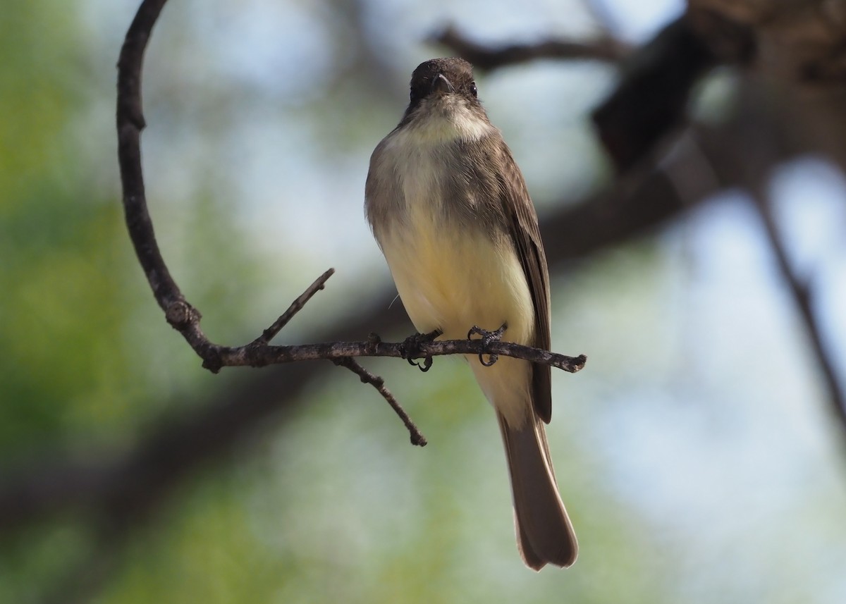 Eastern Phoebe - ML303491421