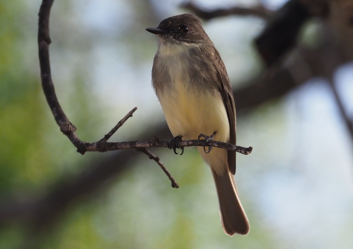 Eastern Phoebe - ML303491731